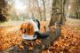 Afbeeldingen van Stihl BR 700 benzine ruggedragen bladblazer